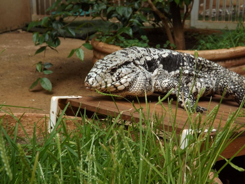 Desvendado mecanismo que torna teiú o primeiro lagarto capaz de