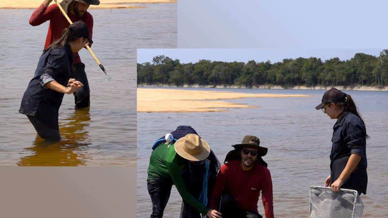 Acidente com raia não atrapalha o ritmo das coletas no Jauaperi