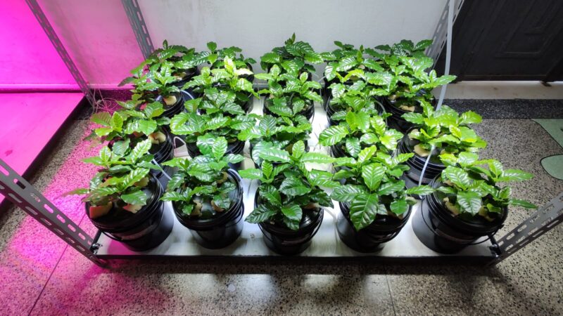 Consórcio que inclui brasileiros sequencia o genoma referência do café arábica