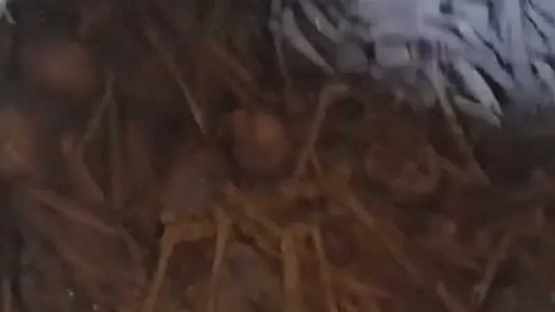 ( Vídeo) Descoberta Chocante Porão de Igreja Católica em Minas Revela Segredos Enterrados