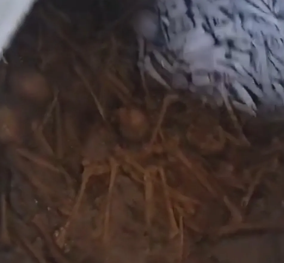 ( Vídeo) Descoberta Chocante Porão de Igreja Católica em Minas Revela Segredos Enterrados