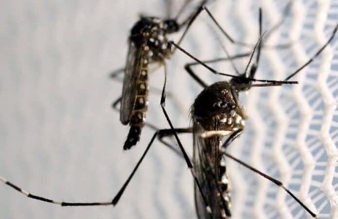 algumas plantas podem afastar o mosquito Aedes aegypti