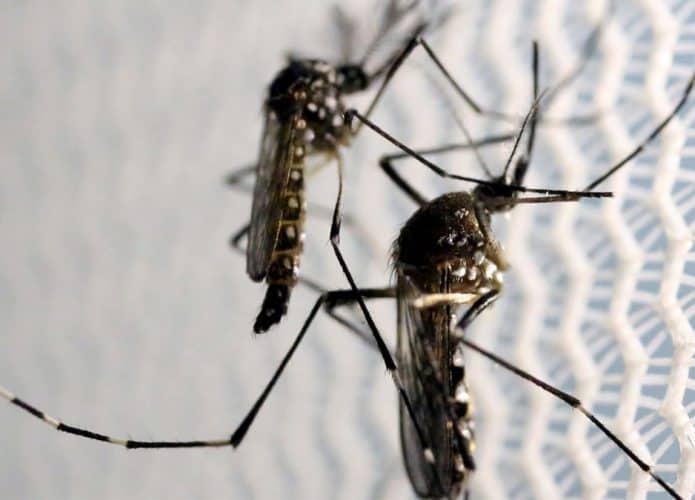 algumas plantas podem afastar o mosquito Aedes aegypti