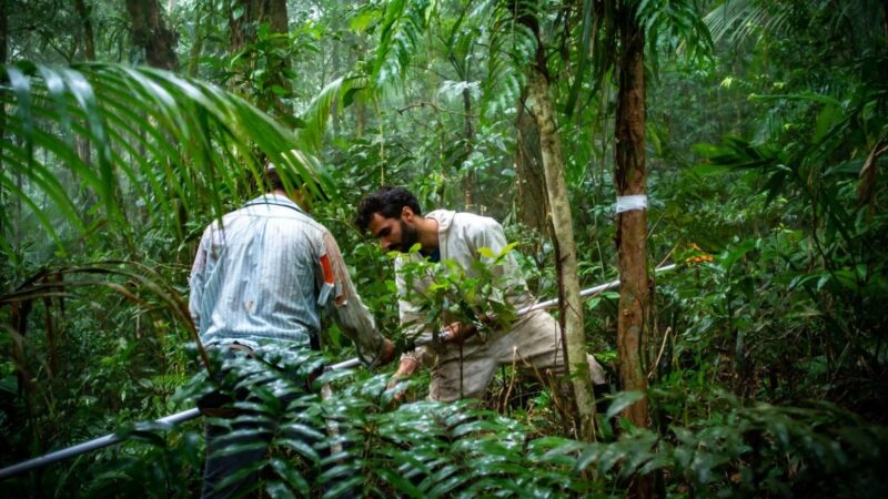 Estudo propõe mudanças para simplificar legislação da Mata Atlântica e aumentar a conservação