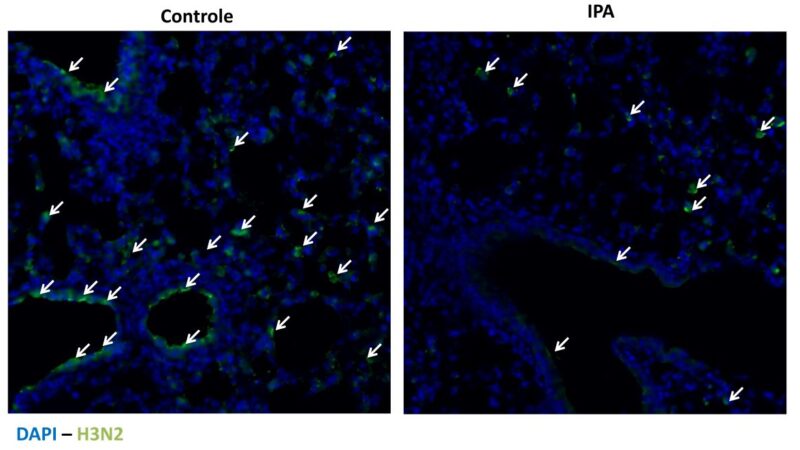 Molécula produzida no intestino pode ter efeito protetor contra gripe, indica estudo