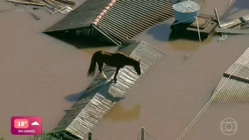 Movimento nas redes sociais exige resgate imediato de cavalo ilhado