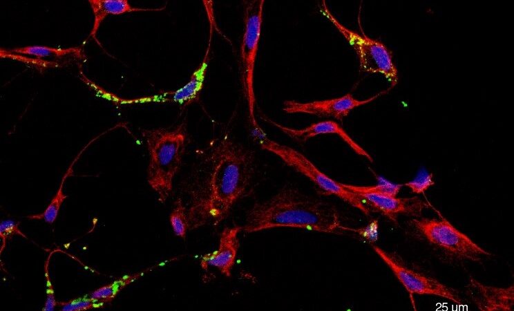 Pesquisadores observam os vírus mayaro e chikungunya circulando ao mesmo tempo em Roraima