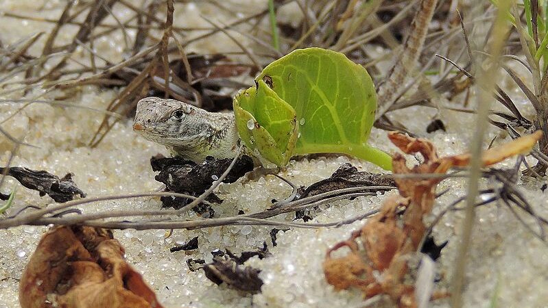 Fenômenos naturais ameaçam 10% das espécies de vertebrados terrestres do mundo
