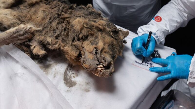 Lobo mumificado de 44 mil anos encontrado no permafrost da Sibéria pode conter bactérias vivas