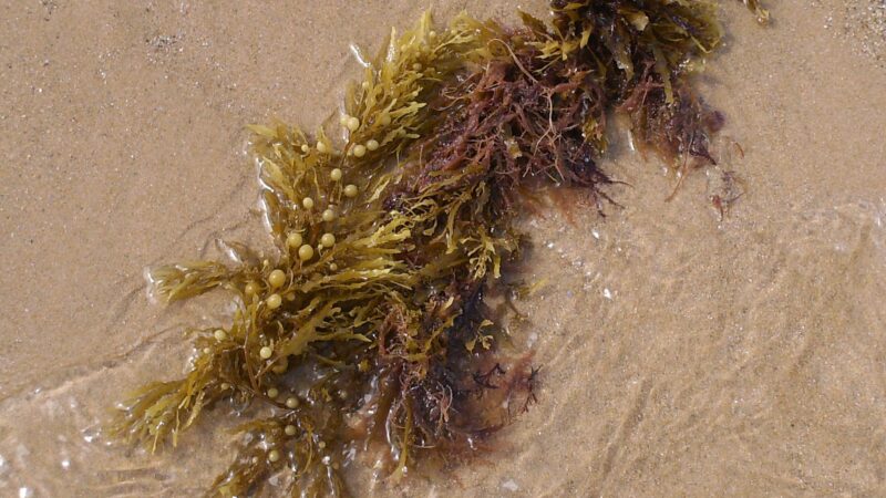 Pós-doutorado em ciência ambiental e educação na USP de Pirassununga