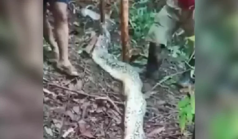 Corpo de mulher é encontrado dentro de serpente píton