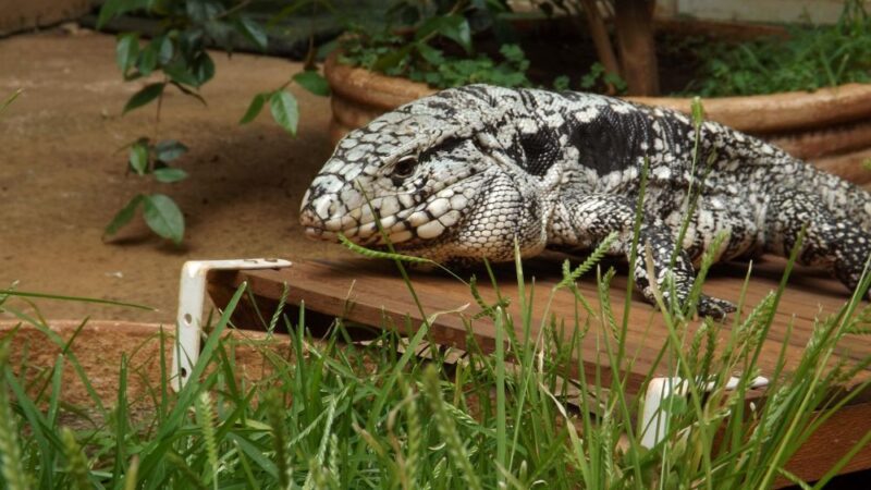 Desvendado mecanismo que torna teiú o primeiro lagarto capaz de produzir calor para se aquecer