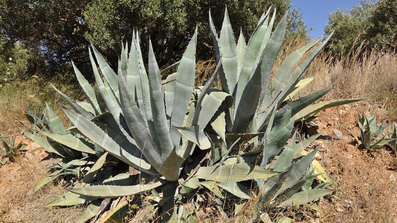 Levedura geneticamente modificada permite converter agave em etanol