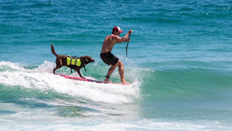 Os 14 anos de Bono, o cão pentacampeão Mundial de Surf Dog