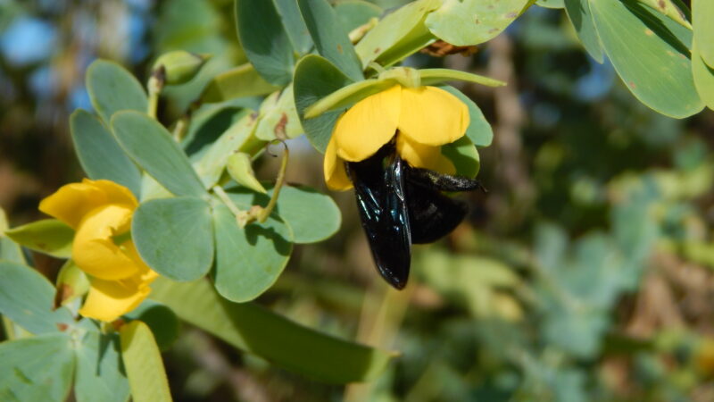 Presença de bactéria no solo torna flores mais atrativas para polinizadores, aponta estudo