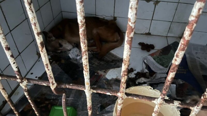 Procon-RJ interdita clínica veterinária precária em Nilópolis