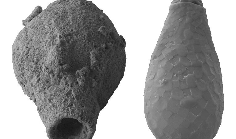 Há 800 milhões de anos, planeta Terra era mais diverso do que se imaginava, aponta estudo brasileiro