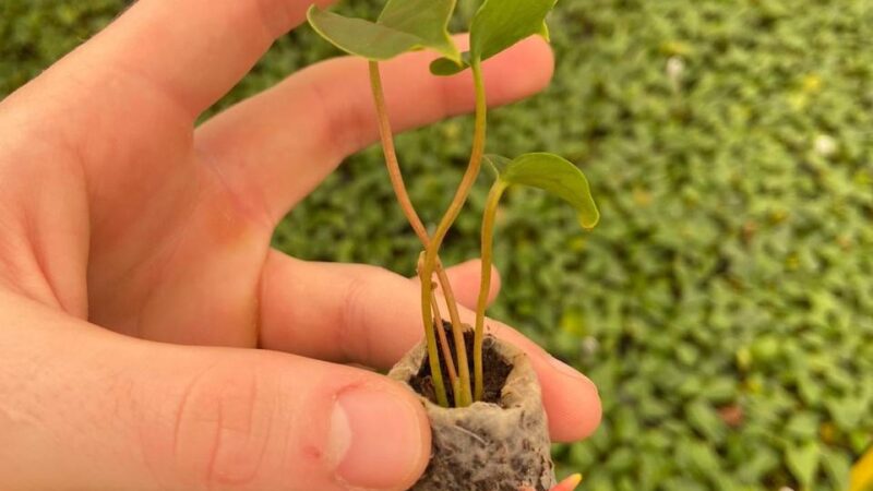 Material libera fertilizante para plantas de forma controlada e se degrada após 90 dias