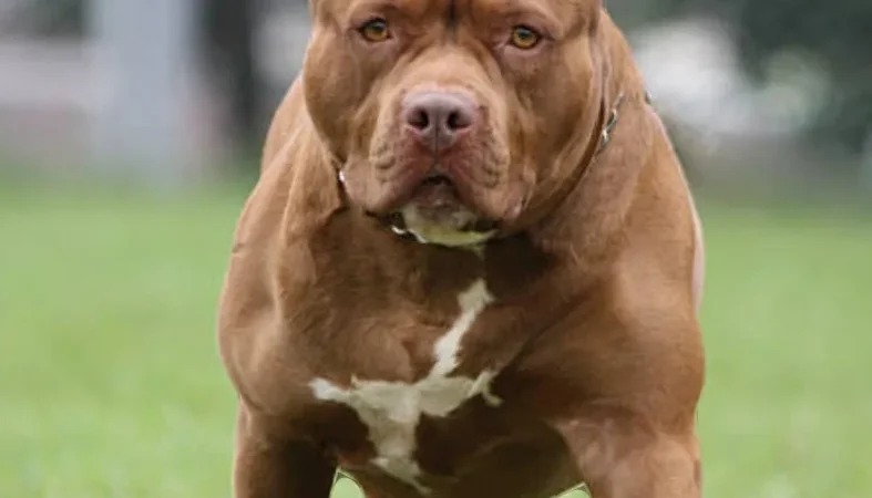 ( video forte) Pitbulls matam cachorrinha no Rio