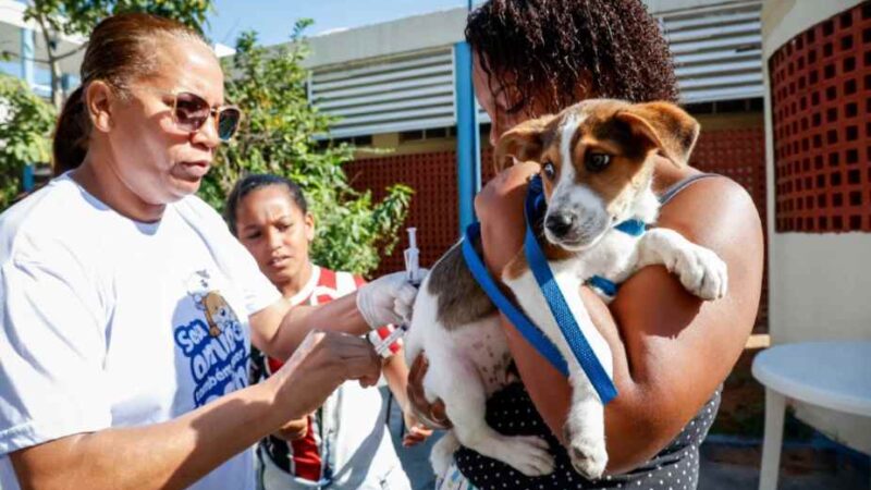 Saquarema inicia campanha de vacinação antirrábica para pets