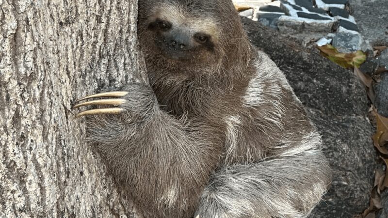 Bicho-preguiça é encontrado por moradores e resgatado no Humaitá