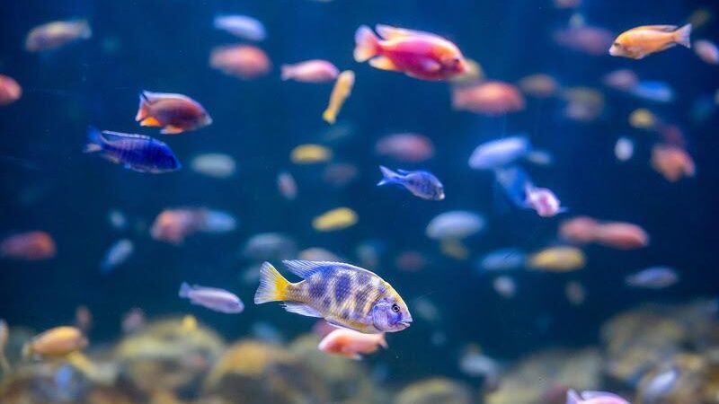 AquaRio oferece promoção especial para o Dia Interacional da Mulher