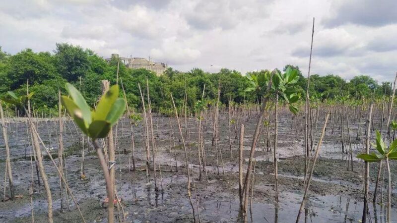 Projeto Mangue Alegria recupera área no Caju e animais retornam