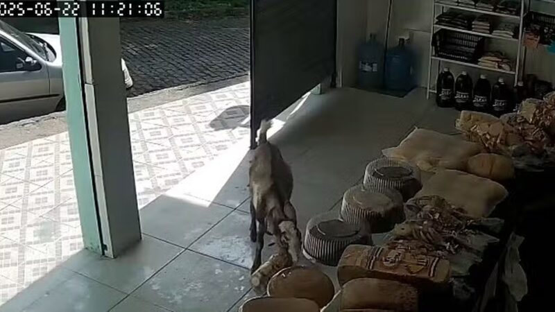 Bode entra em padaria e foge com pacotes de torradas em Petrópolis